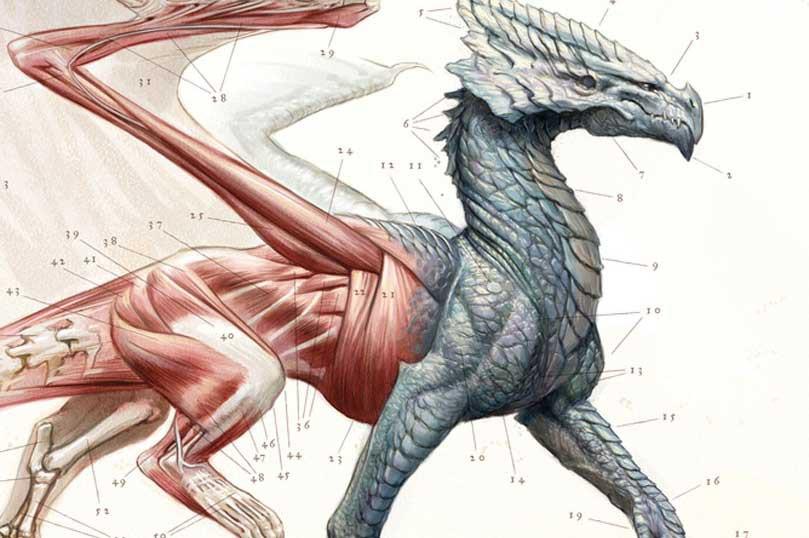 a dragon drawing that's half fleshed and half anatomical