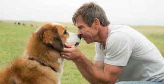 Watch the Trailer for A Dog's Purpose - 67