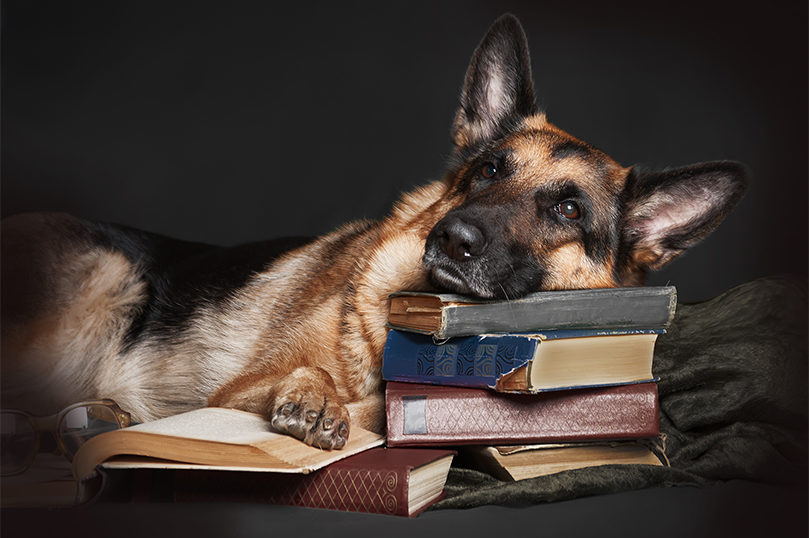 5 Books to Make You Love Dogs Even More - 31