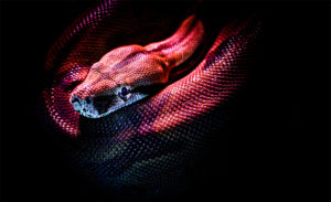 Purply coiled constrictor snake, shrouded in shadow but glinting with small light