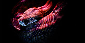 Purply coiled constrictor snake, shrouded in shadow but glinting with small light