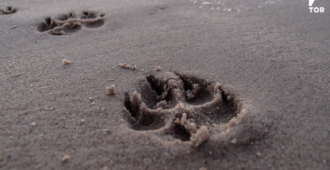 wolf-ish footprints in the sand