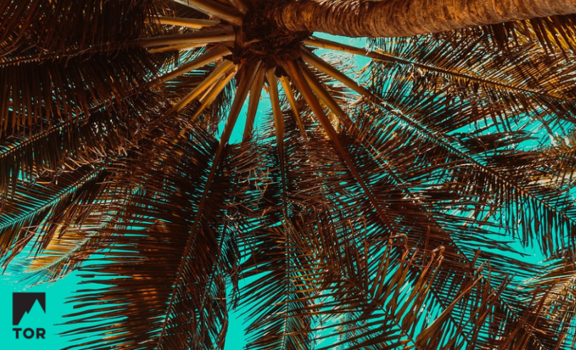 Palm tree viewed from below. Pastel blue sky behind