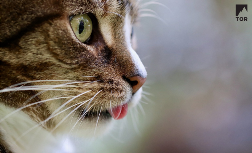 beautiful cat with dappled fur and green eyes in profile, looking to the right, tongue slightly extended past the muzzle