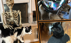 a series of tor pets in halloween garb including a cat on the lap of a skeleton, another cat with bat wings, and a chihuahua as a shark