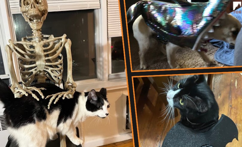 Festive Fur Family of Tor: Halloween Edition - 9