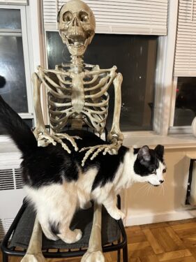 bandit the cat is lounging on the lap of a skeleton which pets him with chitinous fingers