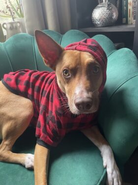 bao is a distinguished gentleman, chilling in his fall flannels