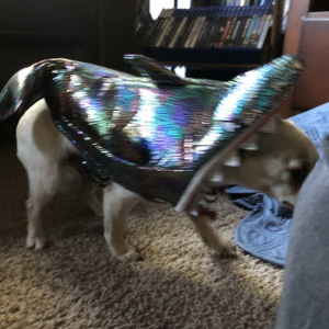 rosita the shark sheepishly creeping away bc she doesn't like her costume