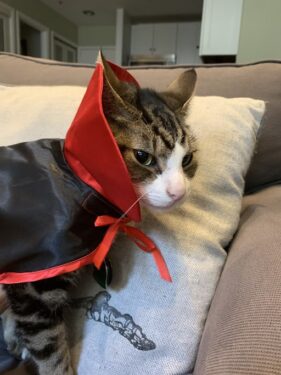 shakespeare the cat in a vampire cloak