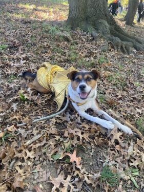 sophie the dragon chilling in some fallen leaves. her wings are golden