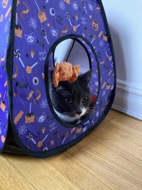 tom the cat in a little halloween tent